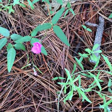 Image of Pinos Altos Mountain bean