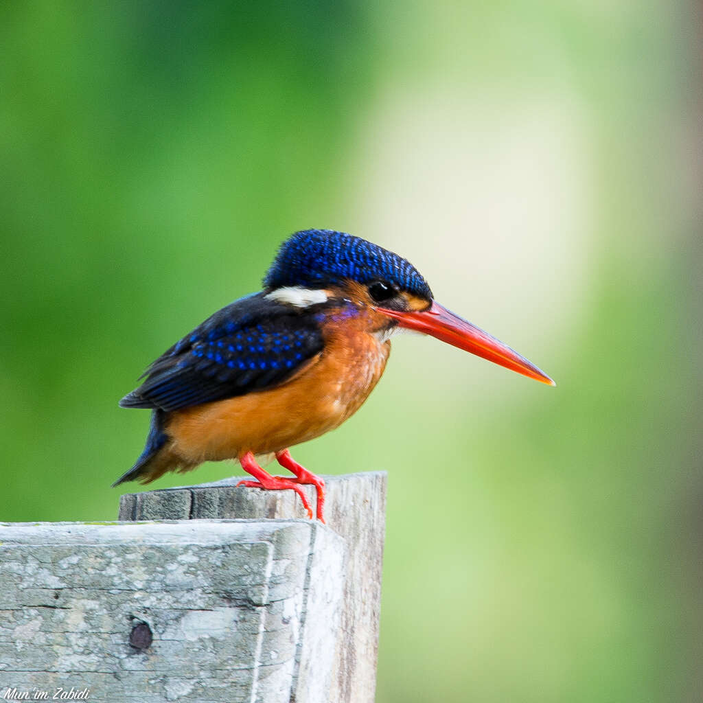 Image of Blue-eared Kingfisher