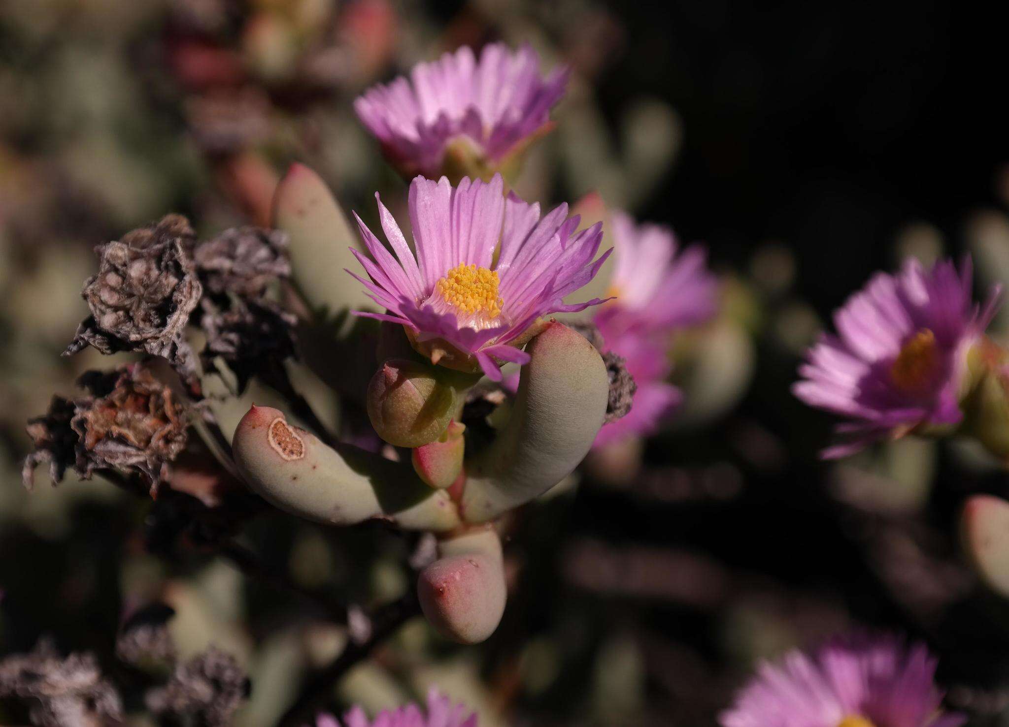 Plancia ëd <i>Oscularia guthrieae</i>