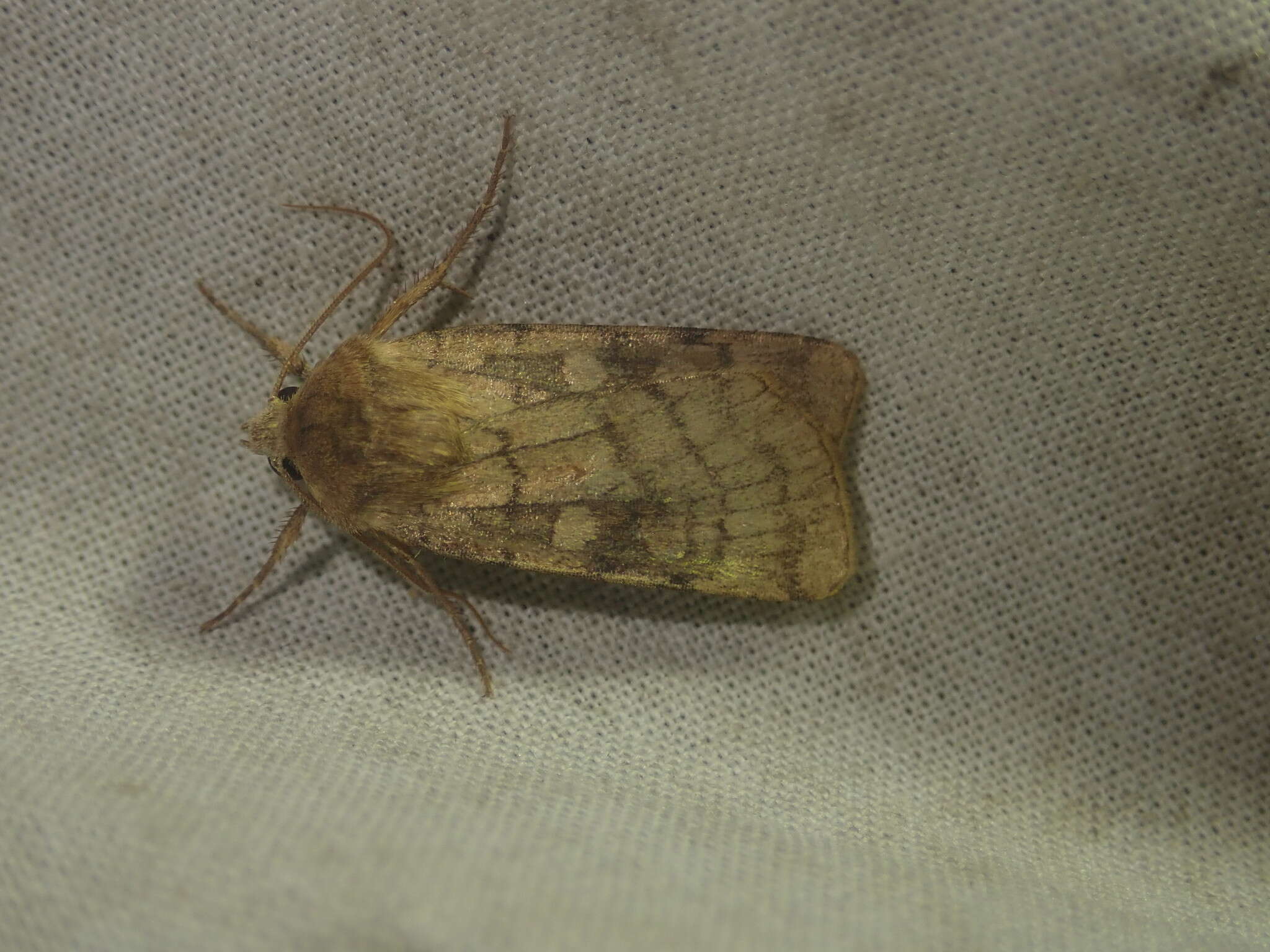 Image of six-striped rustic