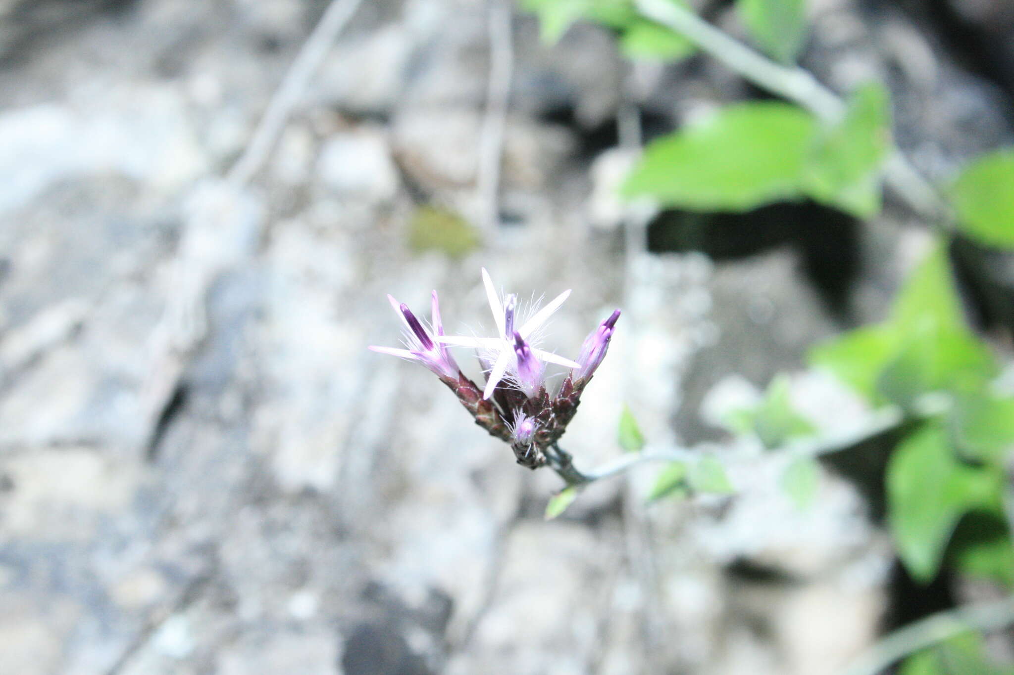 Image of Staehelina uniflosculosa Sibth. & Sm.