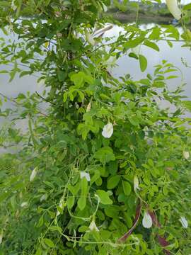 Image of Clitoria ternatea var. ternatea