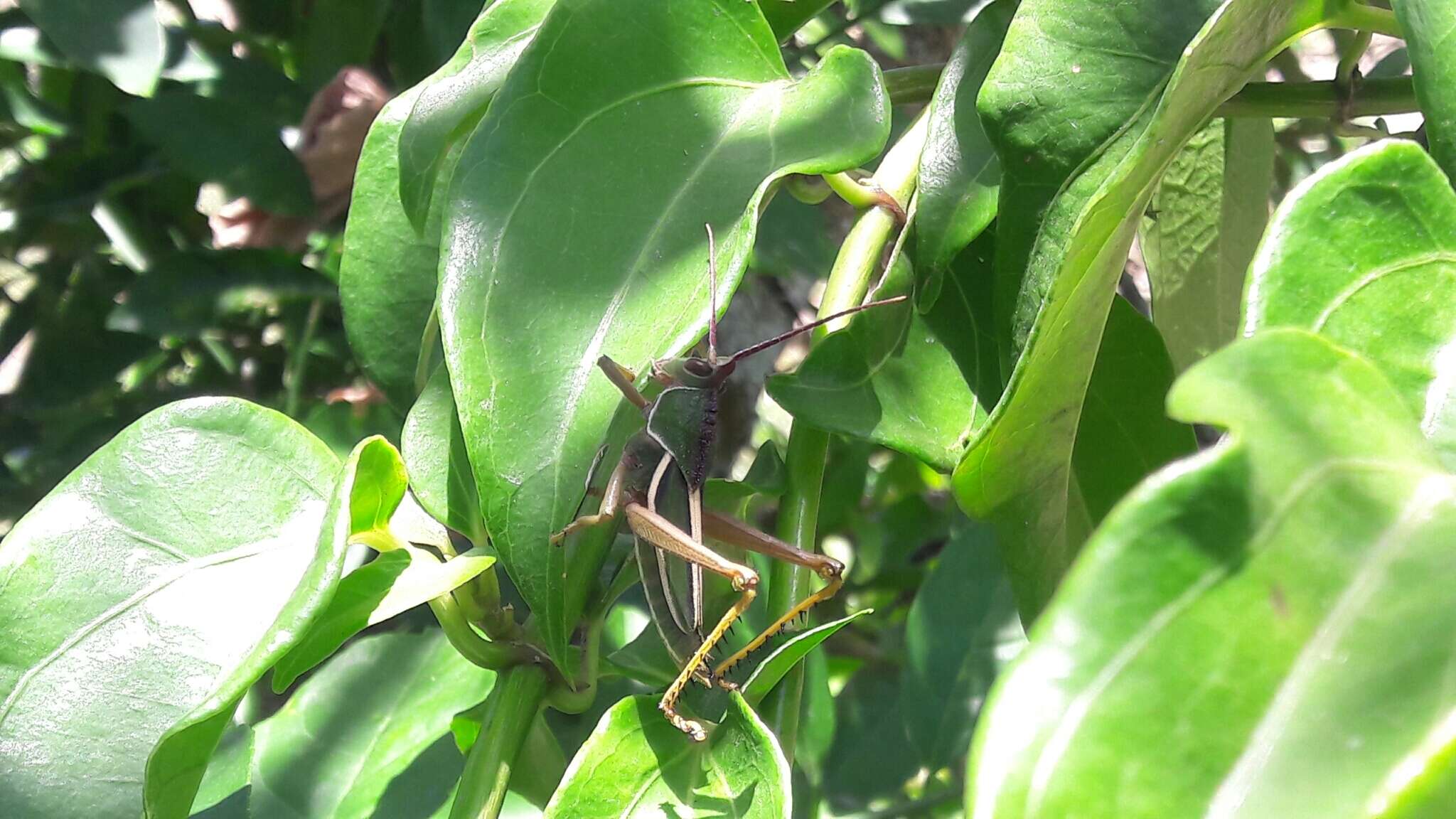 Plancia ëd Staleochlora fruhstorferi (Bolívar & I. 1890)