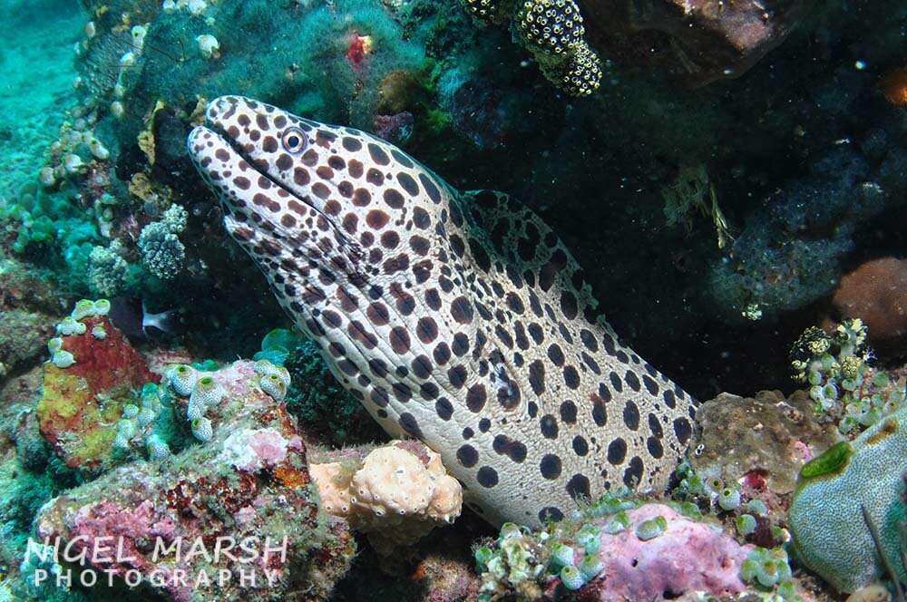 Image of Spotted moray