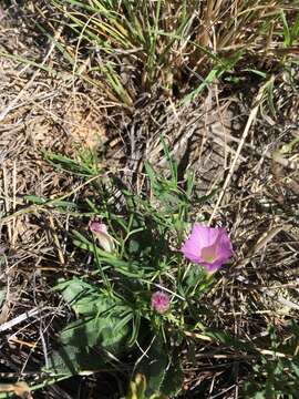 Image of Huachuca Mountain morning-glory