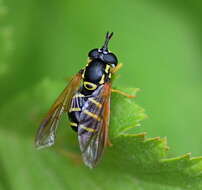 Image de Chrysotoxum vernale Loew 1841