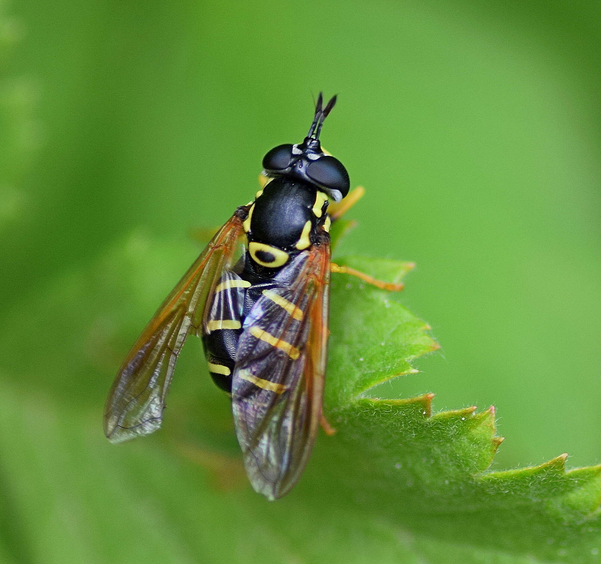 Image de Chrysotoxum vernale Loew 1841