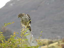 Image of Chilean Hawk