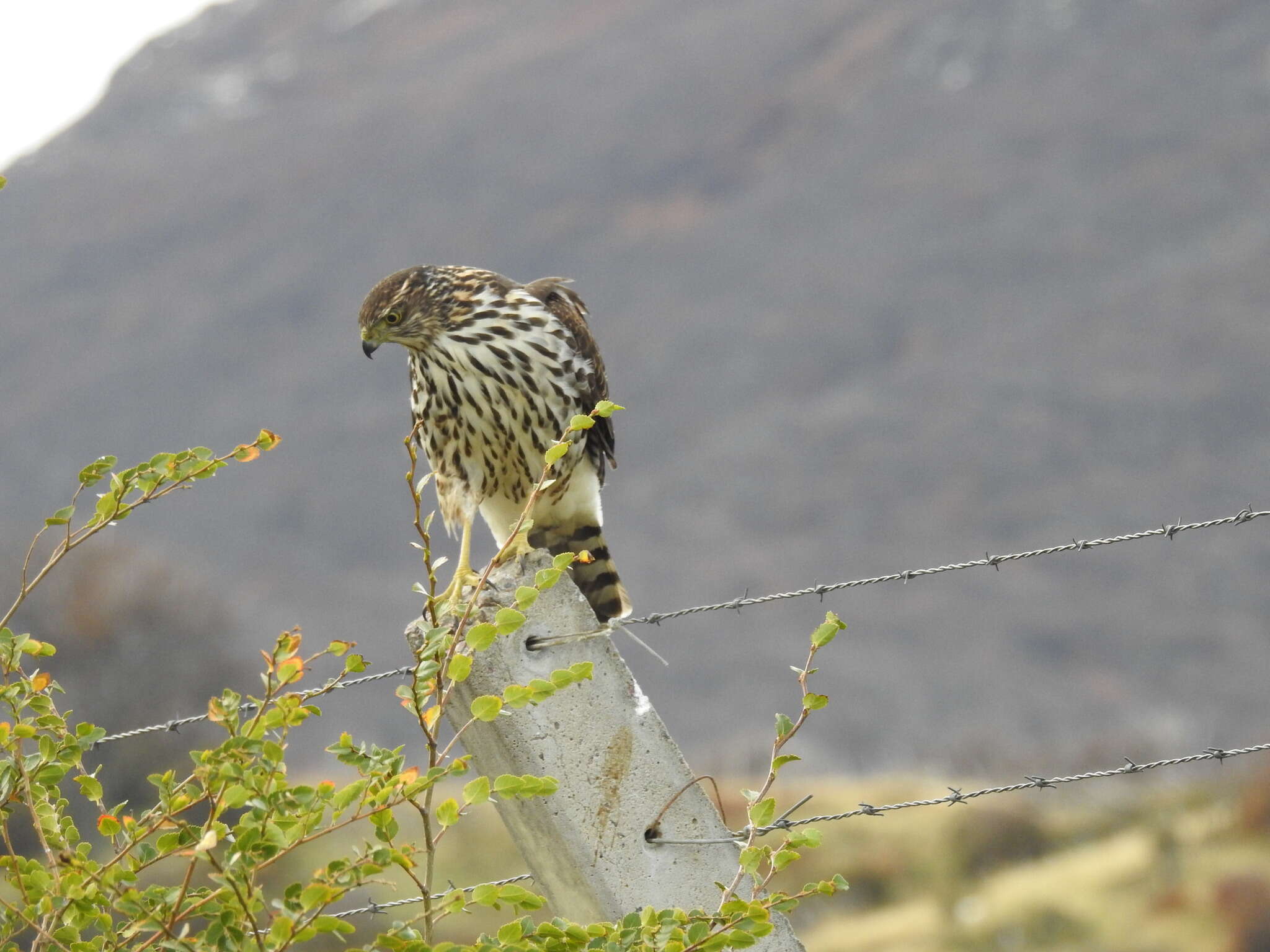 Image of Chilean Hawk