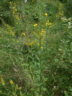 <i>Solidago</i> × <i>niederederi</i> resmi