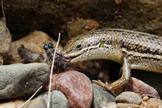 Image of Cape Skink