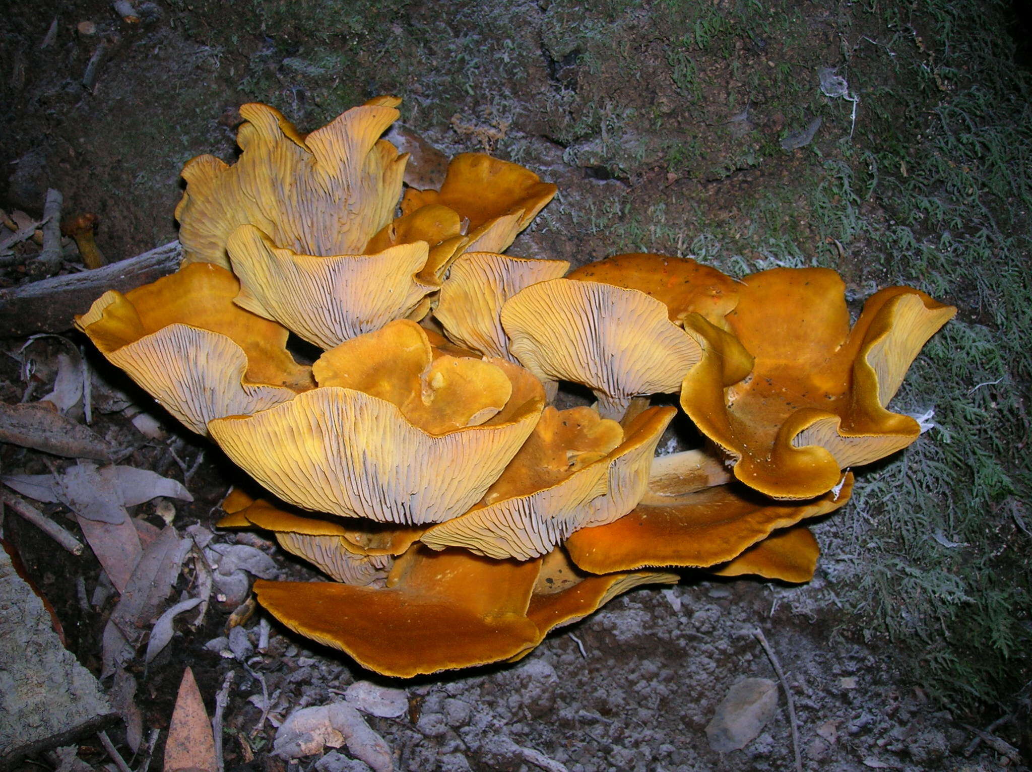 Image of western jack-o'-lantern mushroom