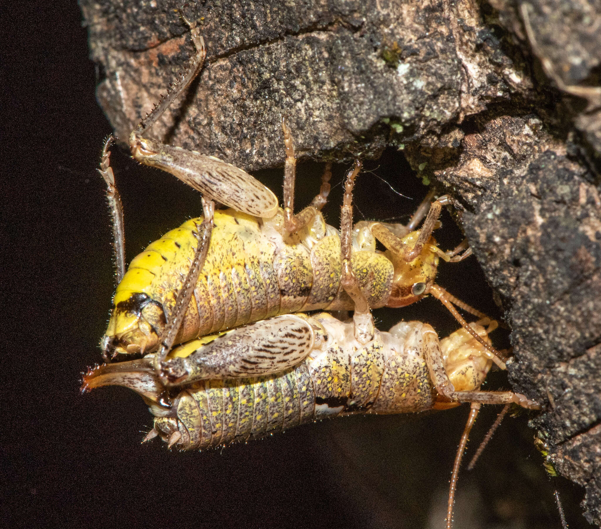 Image of Gammarotettix bilobatus (Thomas & C. 1872)