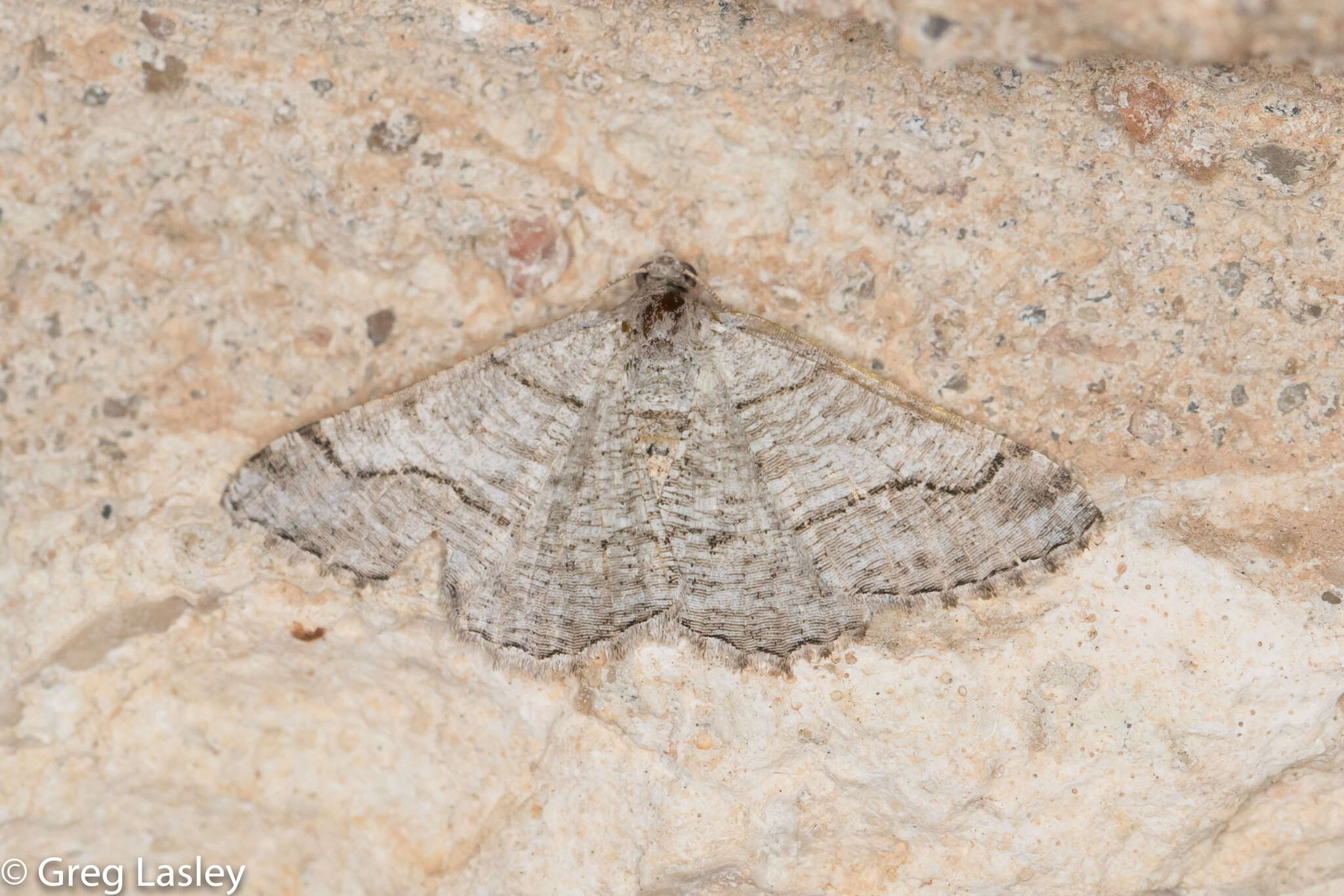 Image of <i>Digrammia pallorata</i> Ferguson (2008)