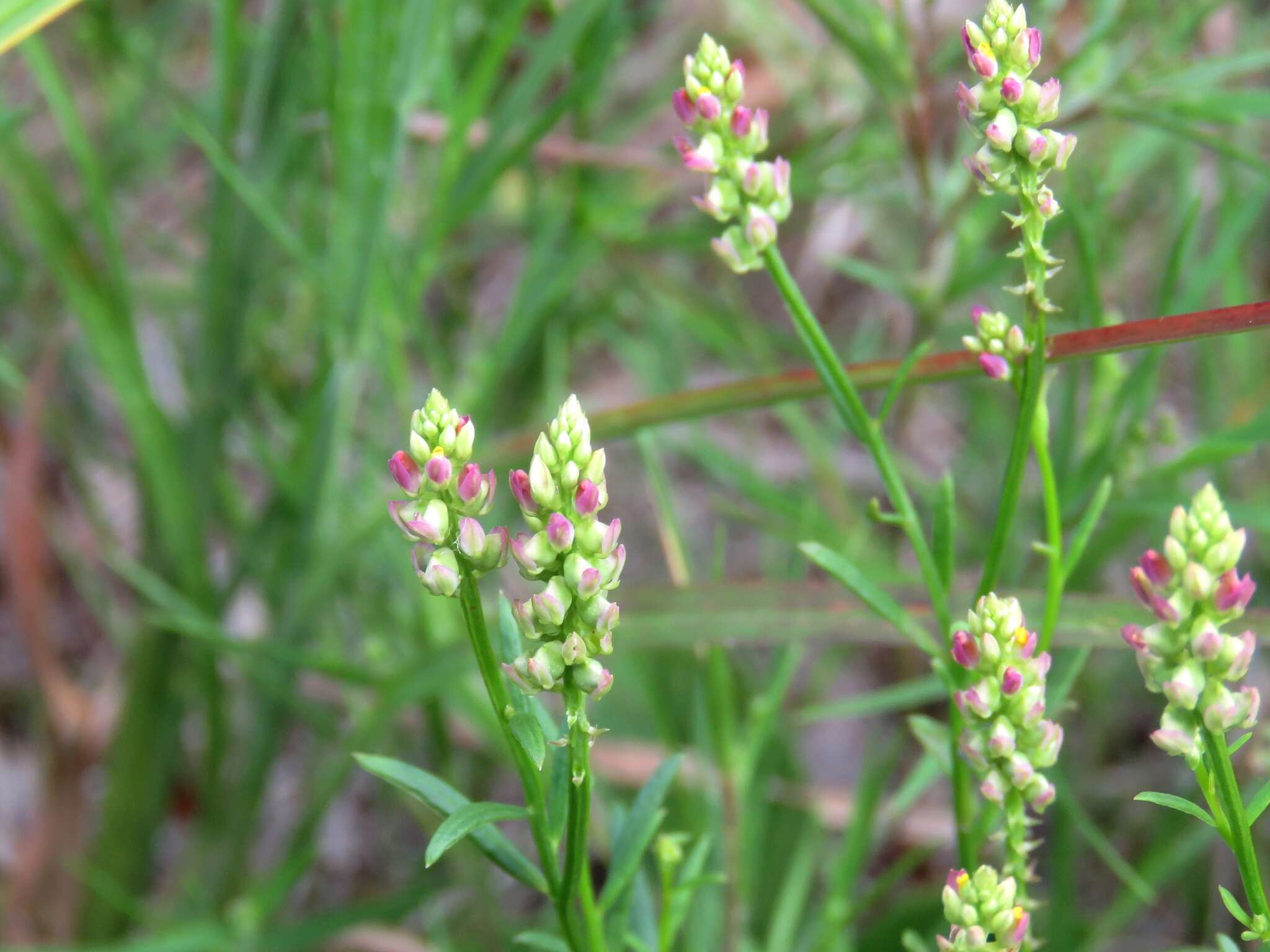 Image of Nuttall's milkwort