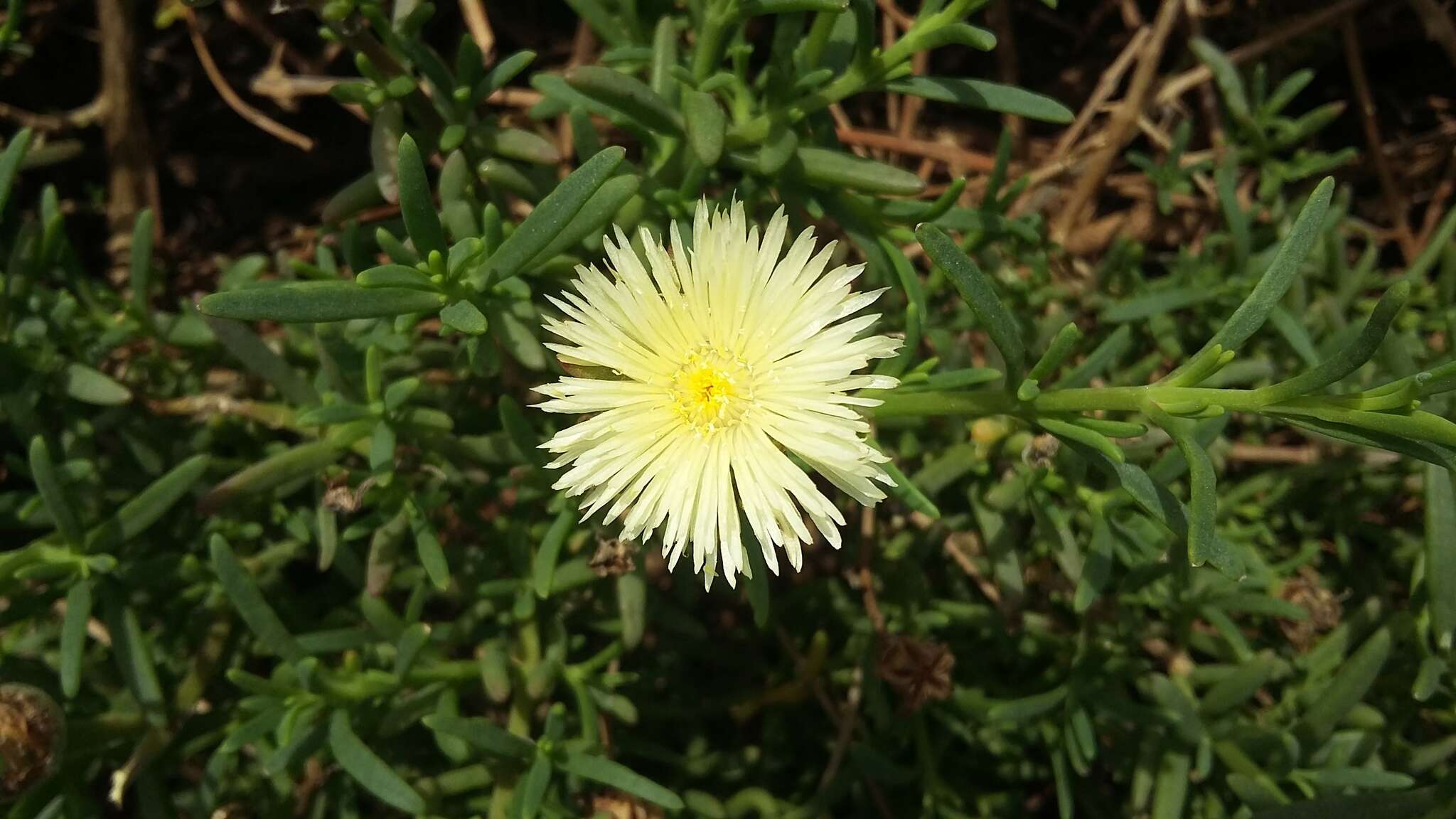 Imagem de Mesembryanthemum splendens subsp. splendens