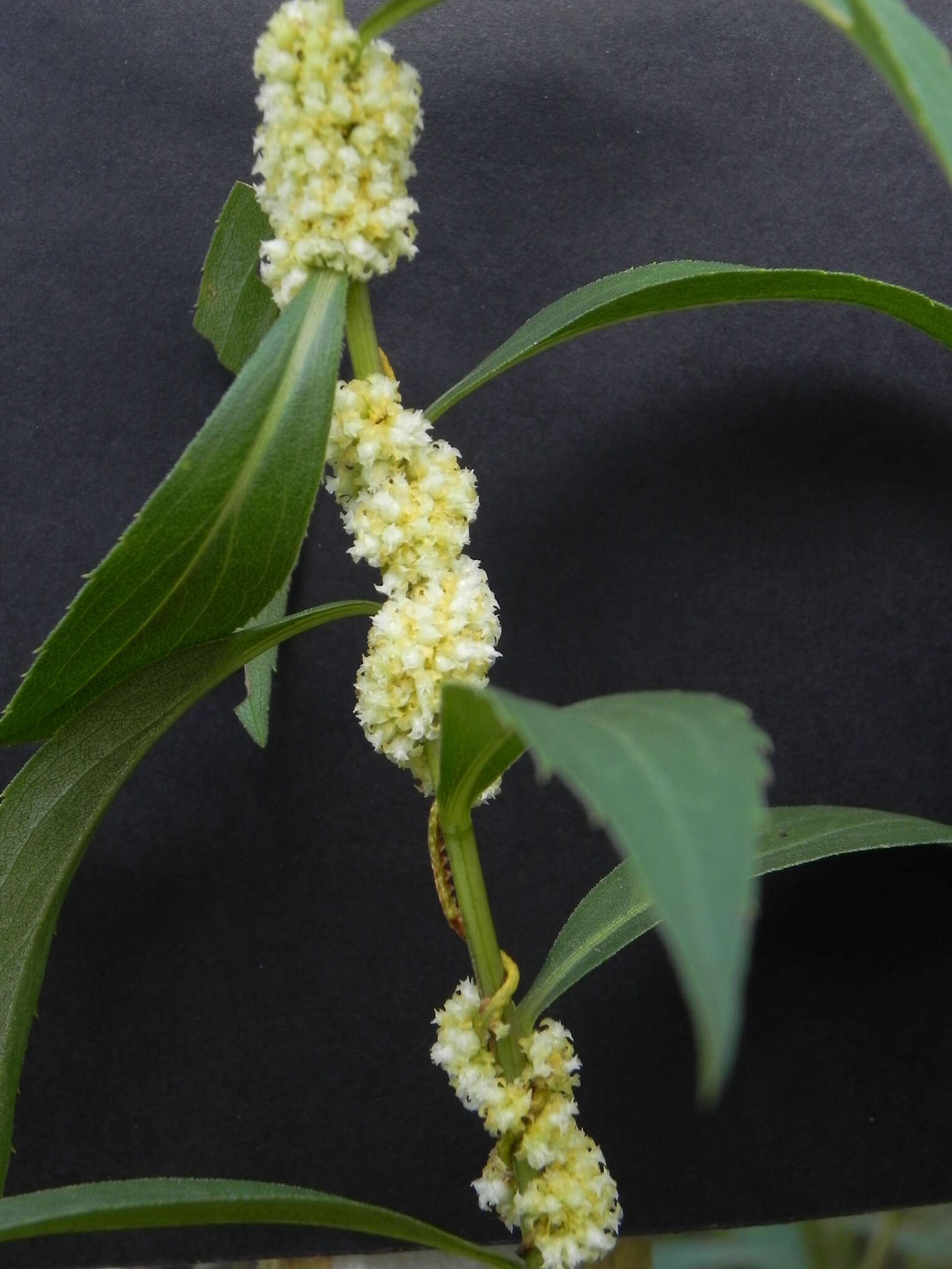 Image of rope dodder