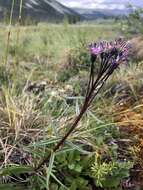 Sivun <i>Saussurea <i>angustifolia</i></i> var. angustifolia kuva