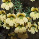 Image of Tropaeolum kingii Phil.