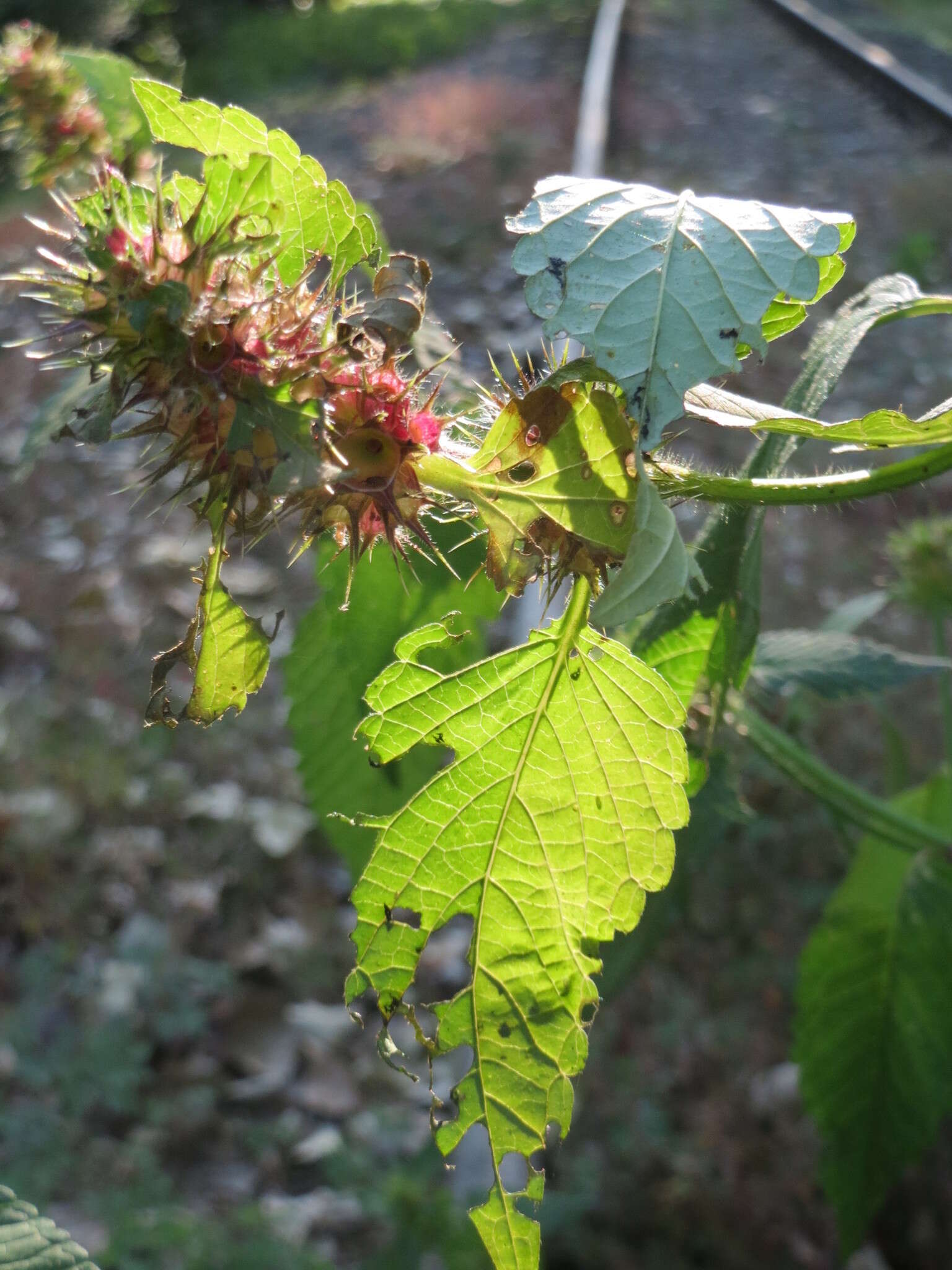 Image of Common hemp nettle