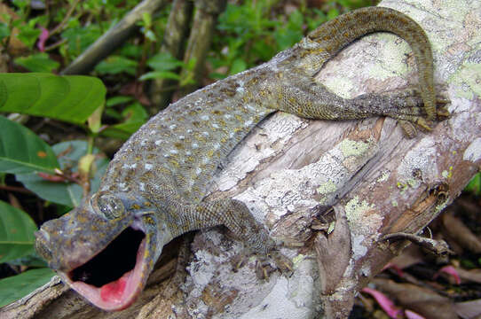 Image of Tokay Gecko