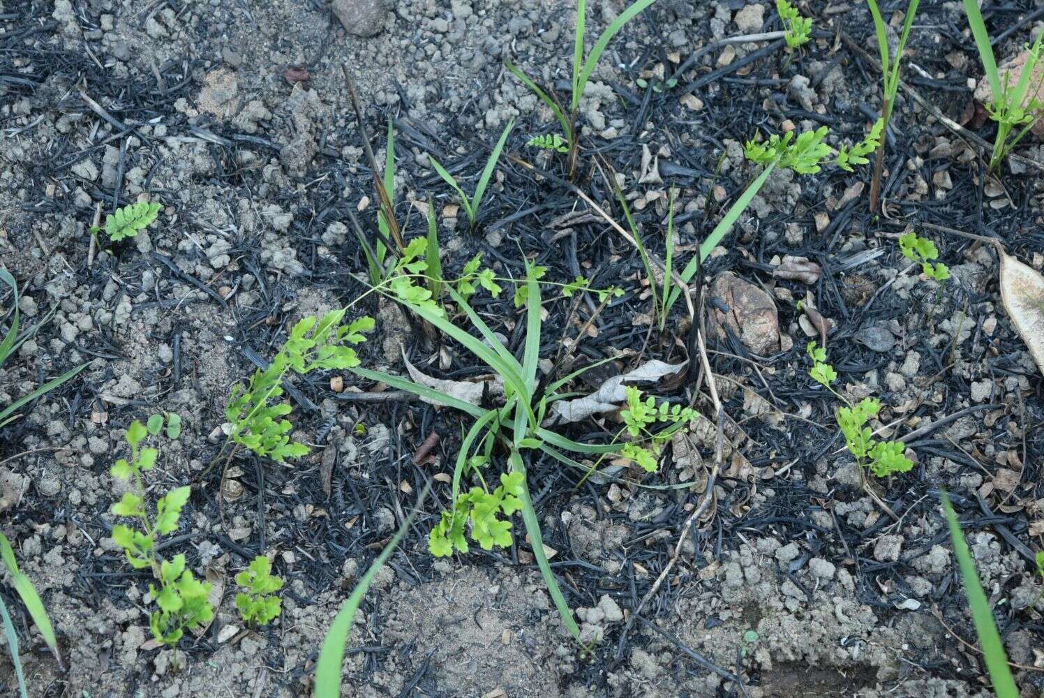 Image of Climbing fern