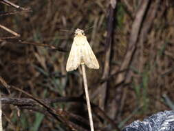 Imagem de Leucania (Acantholeucania) loreyi (Duponchel 1827)