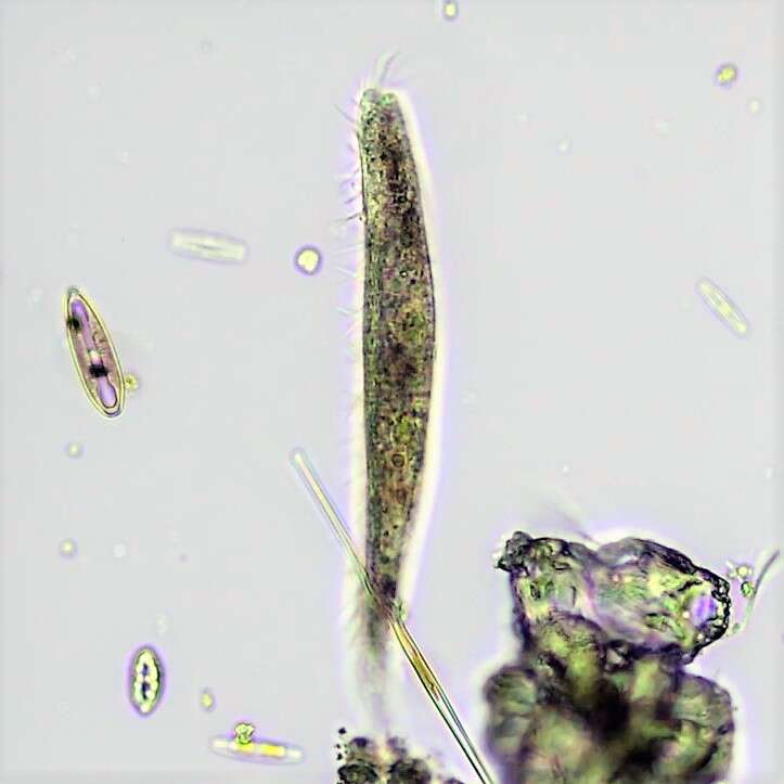 Image of Urosoma emarginata