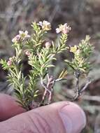 Image of Diosma aspalathoides Lam.