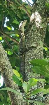 Image of Australian spotted tree monitor