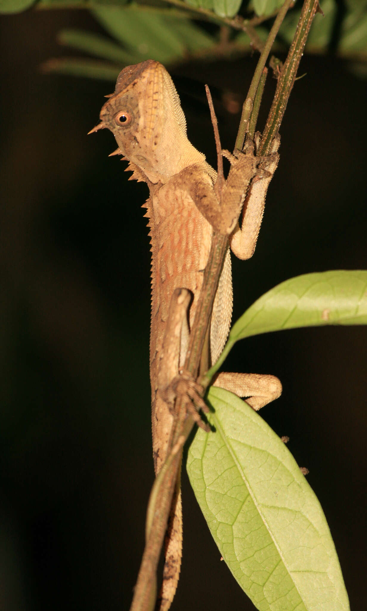 Image of Acanthosaura cardamomensis Wood, Grismer, Grismer, Neang, Chav & Holden 2010