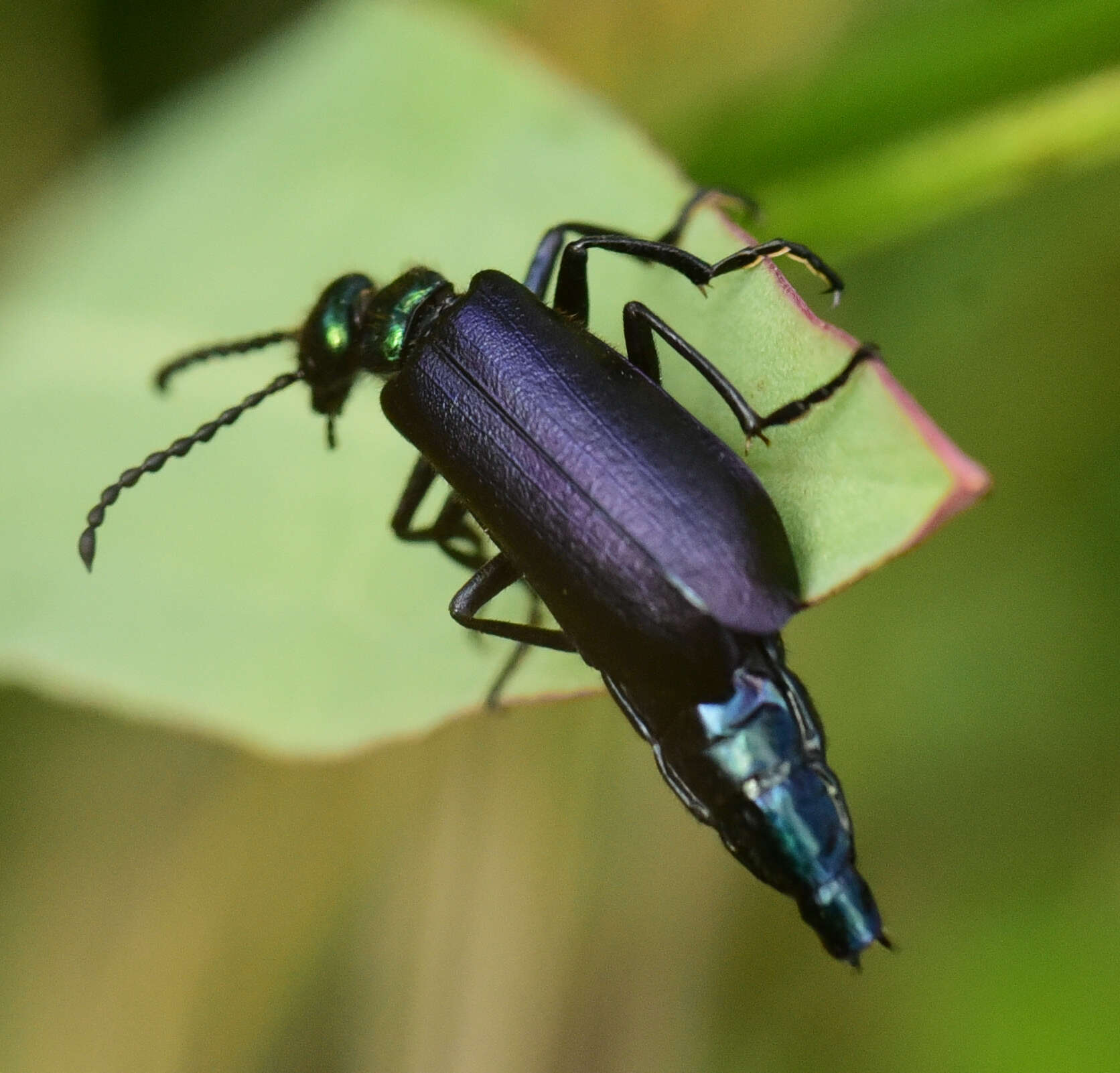 Image of Lytta (Poreopasta) cyanipennis (Le Conte 1851)