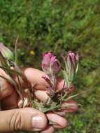 Image of Castilleja rubra (Drob.) Rebr.