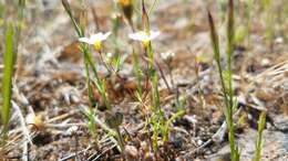 Image of thread linanthus