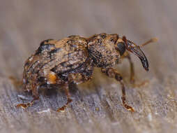 Image of Plum Curculio