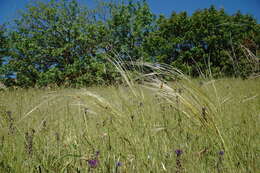 Plancia ëd Stipa pontica P. A. Smirn.