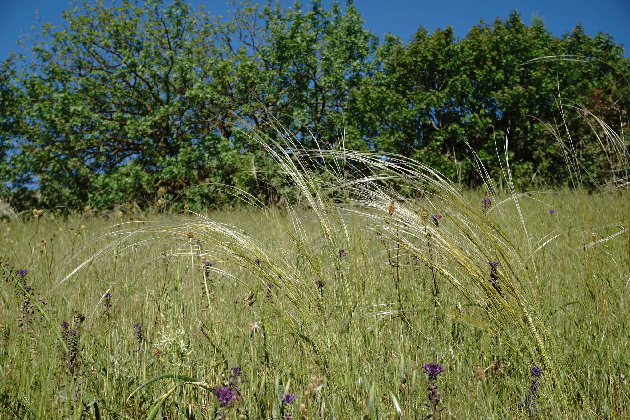 Plancia ëd Stipa pontica P. A. Smirn.