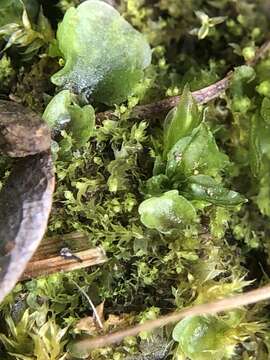 Image of Lophocolea bispinosa (Hook. fil. & Taylor) Gottsche, Lindenb. & Nees