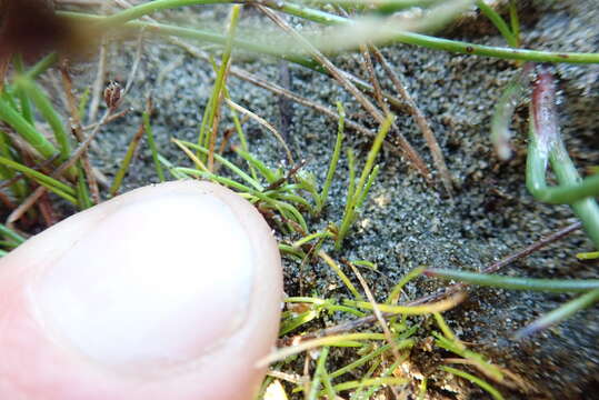 Image of Isolepis basilaris Hook. fil.