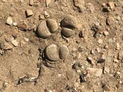 Image of Lithops herrei L. Bol.