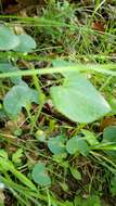 Image de Aristolochia pallida Willd.