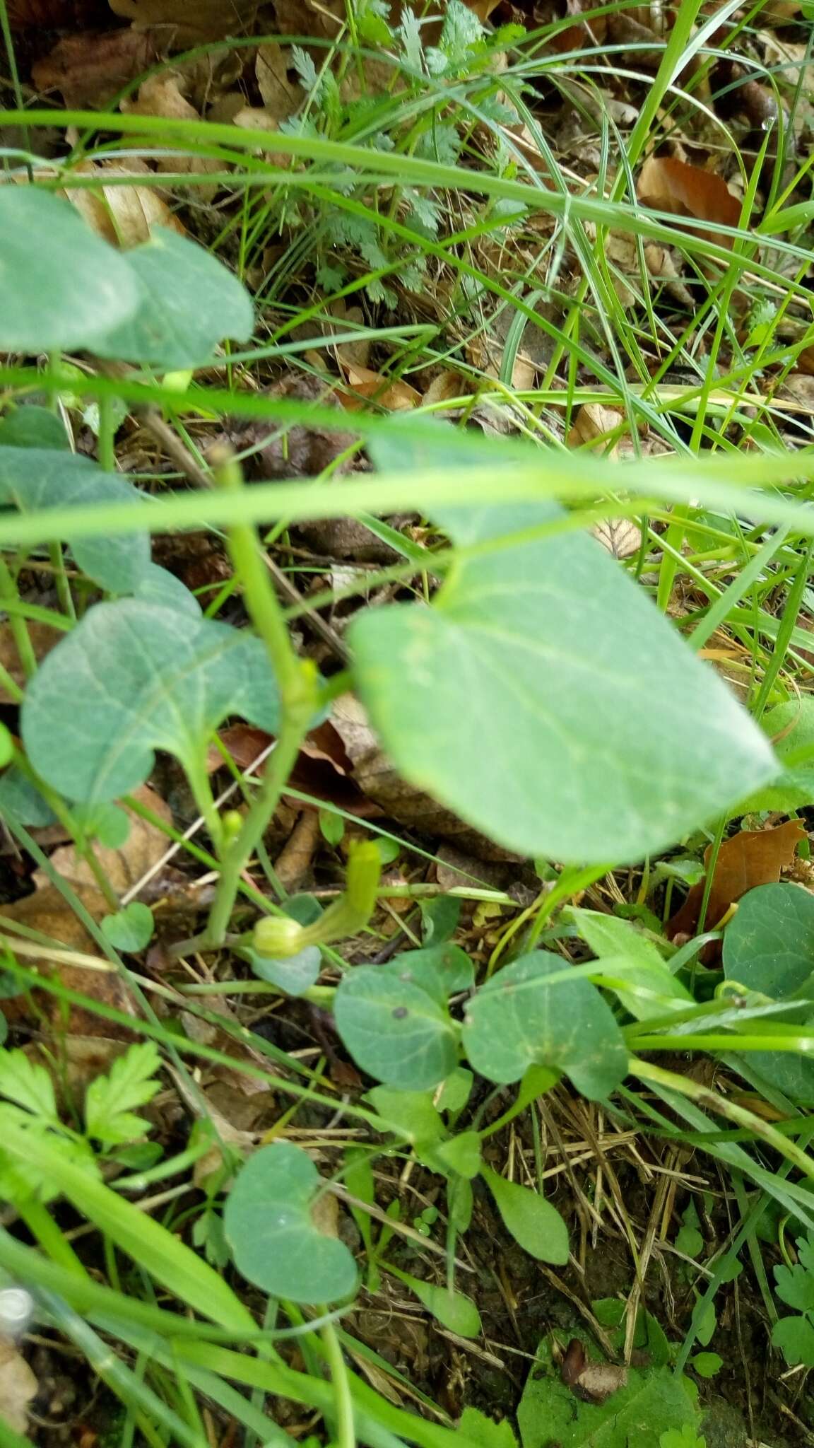 Image de Aristolochia pallida Willd.