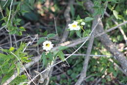 Imagem de Amphilophium carolinae (Lindl.) L. G. Lohmann