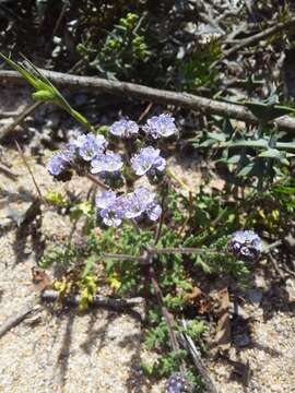 Image of Phacelia artemisioides Griseb.