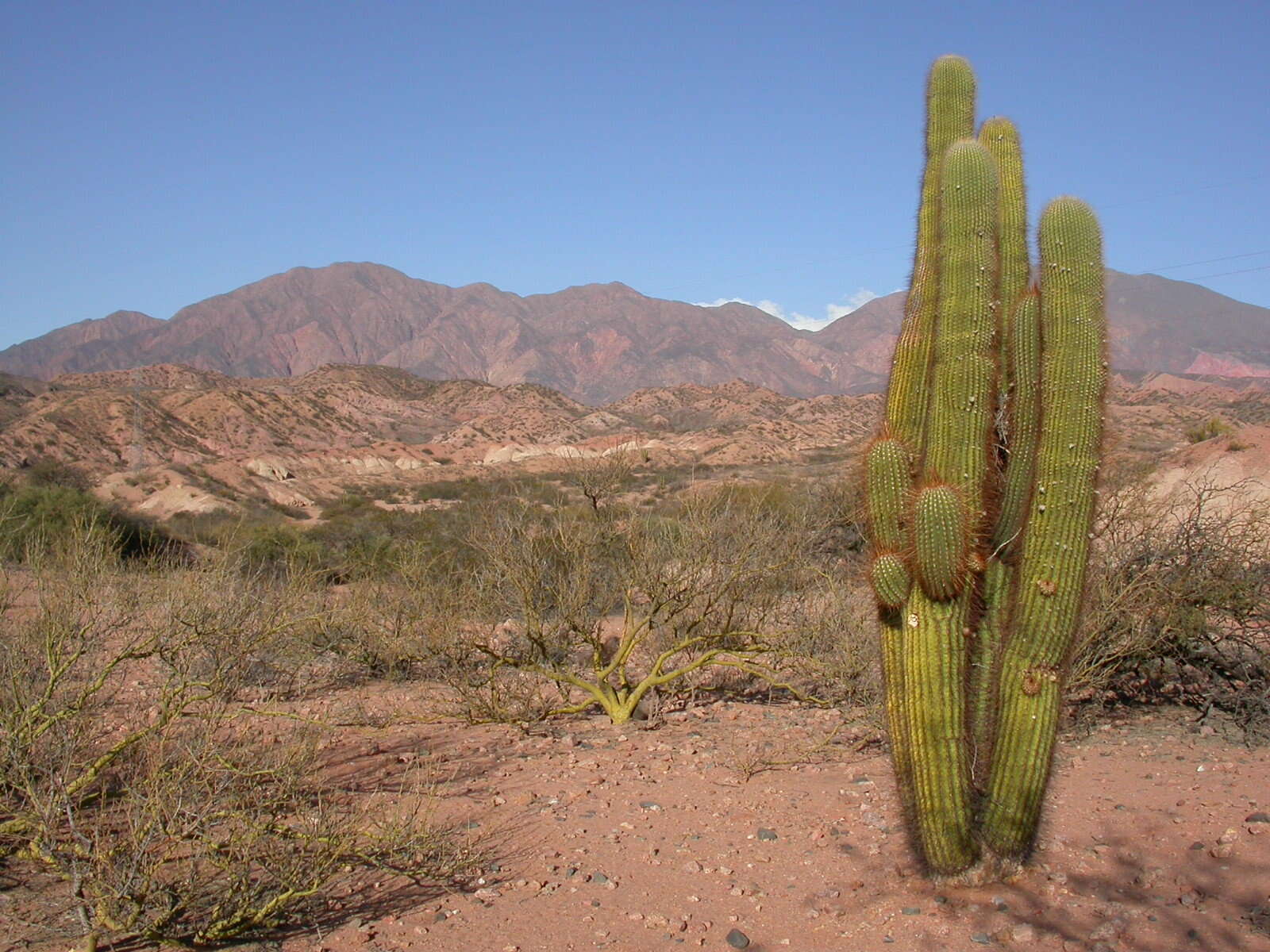 Image of Echinopsis terscheckii (J. Parm. ex Pfeiff.) H. Friedrich & G. D. Rowley