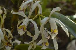 Image of Cattleya iricolor Rchb. fil.