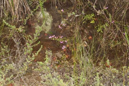 Image of Polygala triquetra Presl