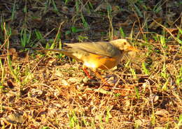 Turdus libonyana peripheris Clancey 1952的圖片