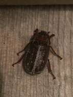 Image of Variegated June Beetle