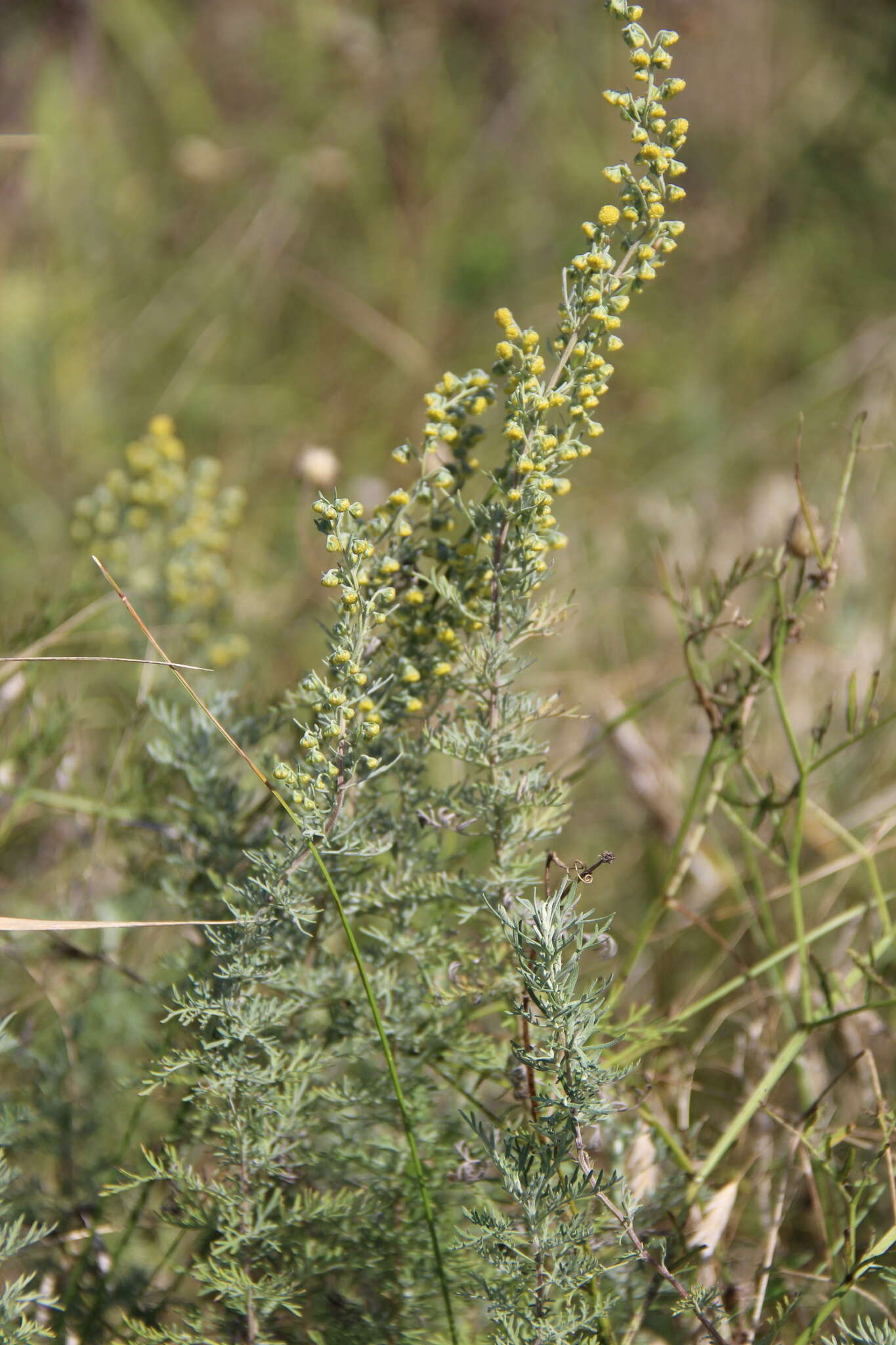 Image of Roman wormwood